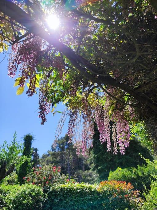 La Californienne Villa Carqueiranne Eksteriør bilde